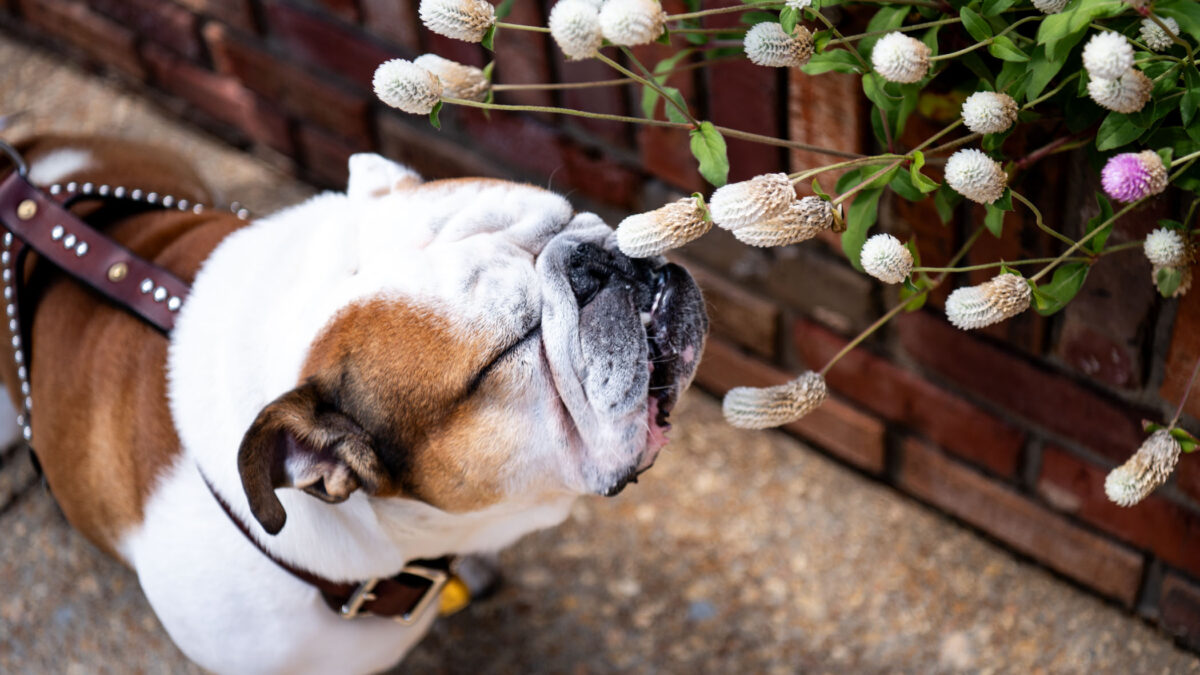 Stop and Smell the Flowers!