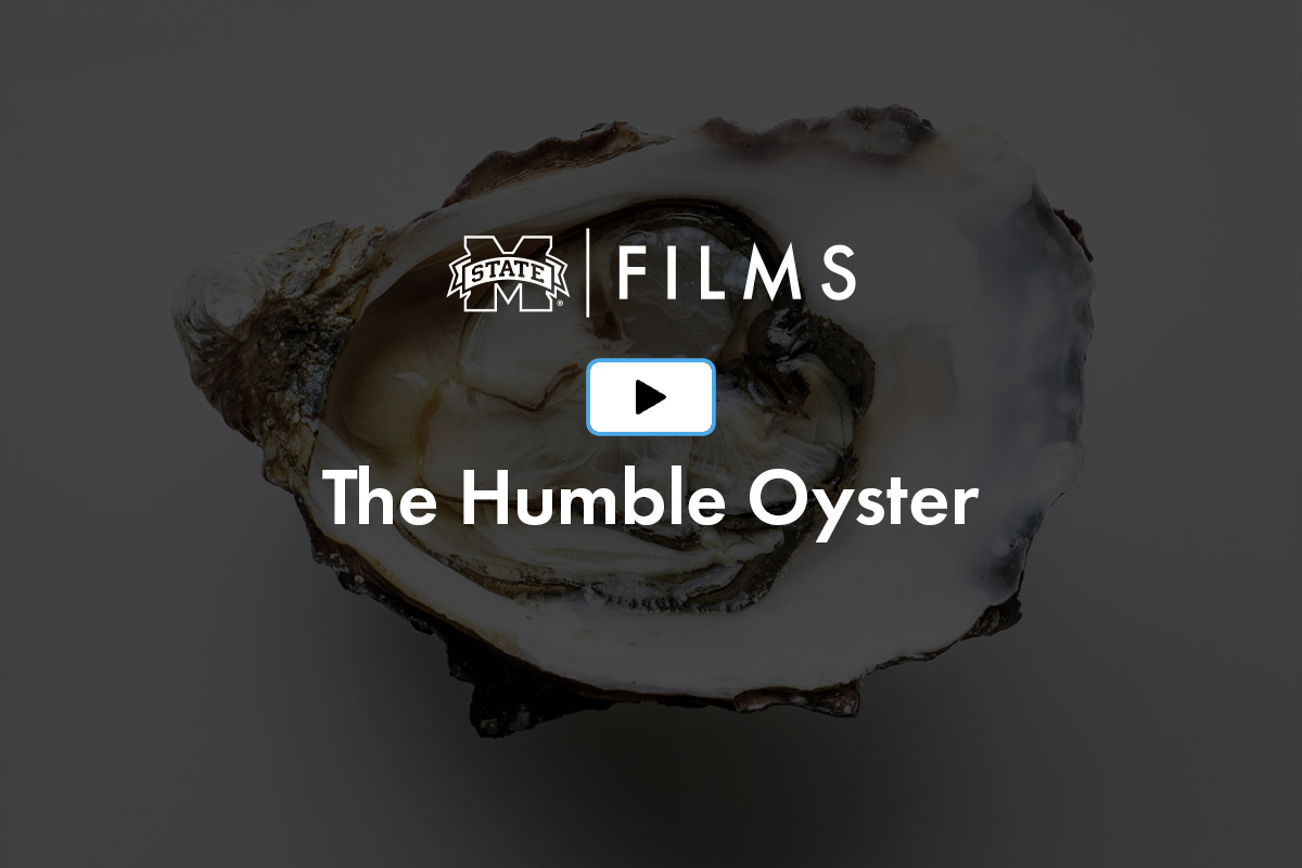 Close-up of an oyster shell background with text overlay reading "FILMS" and "The Humble Oyster" featuring a play button icon.