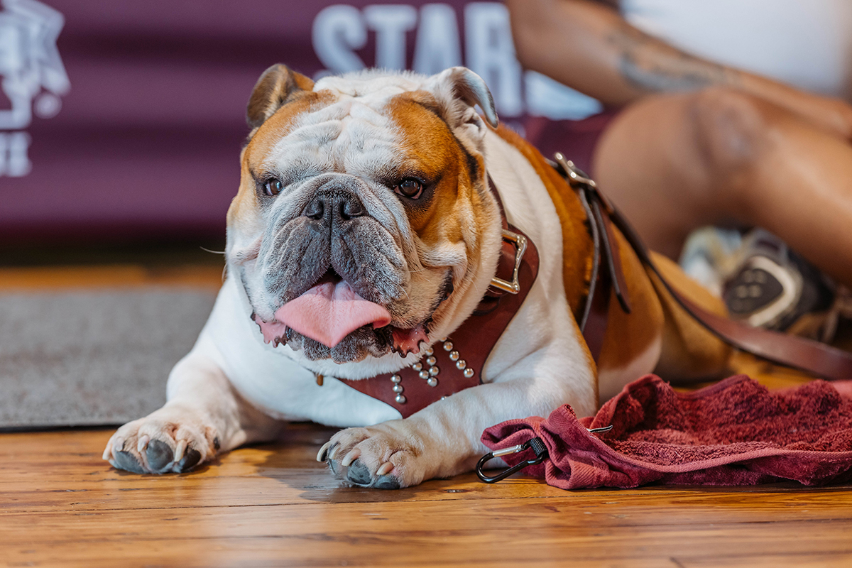 Bulldog lying on a wooden floor with a red harness and leash, tongue out. Background includes a maroon banner and a seated person next to the dog.