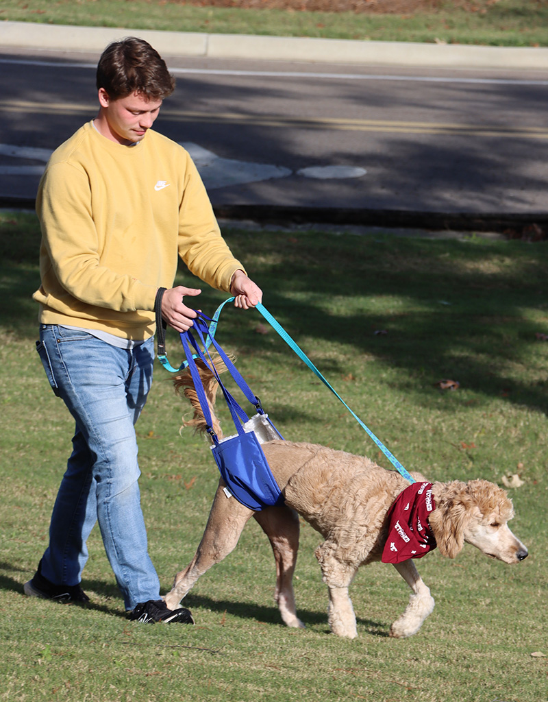 A man in a yellow sweater helps a dog wearing a red bandana walk using a blue support sling on a grassy area.