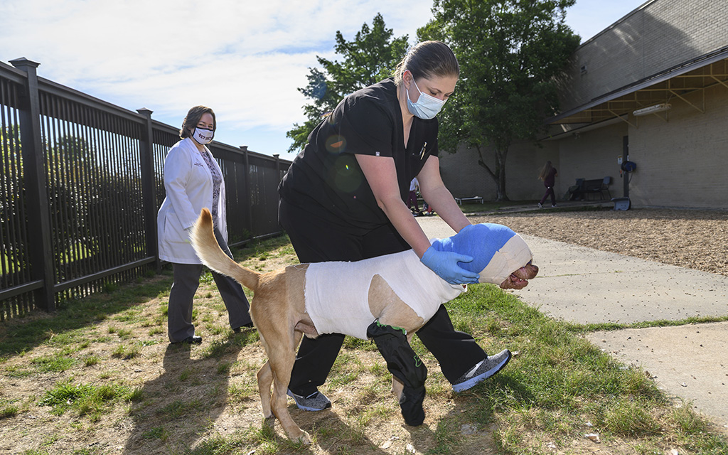A veterinary worker assists a large dog with leg and head bandages outside, while another staff member observes in the background.