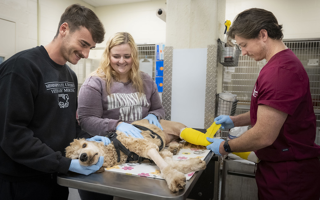 Three people stand around a dog on a veterinary exam table as a veterinarian applies a yellow cast to the dog's leg.