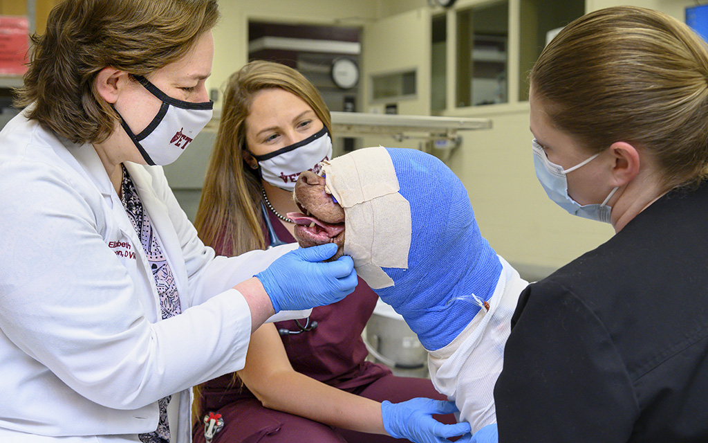 Three veterinary professionals examine a dog with its head and neck heavily bandaged and wrapped in blue and white material. All are wearing masks and gloves in a clinical setting.