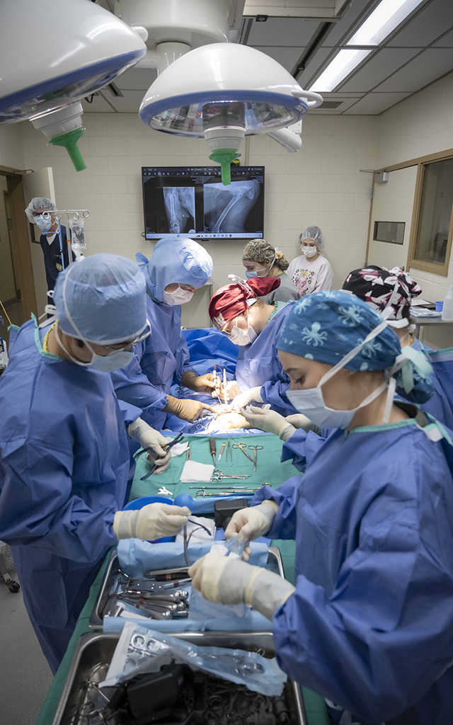 A surgical team in scrubs and masks operates on a patient in an operating room, with surgical tools on the table and x-ray images displayed on monitors.