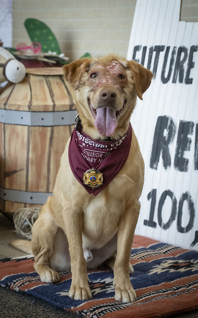 A light brown dog with visible facial scarring sits on a rug, wearing a maroon bandana with a veterinary college emblem. Signs and a barrel are in the background.