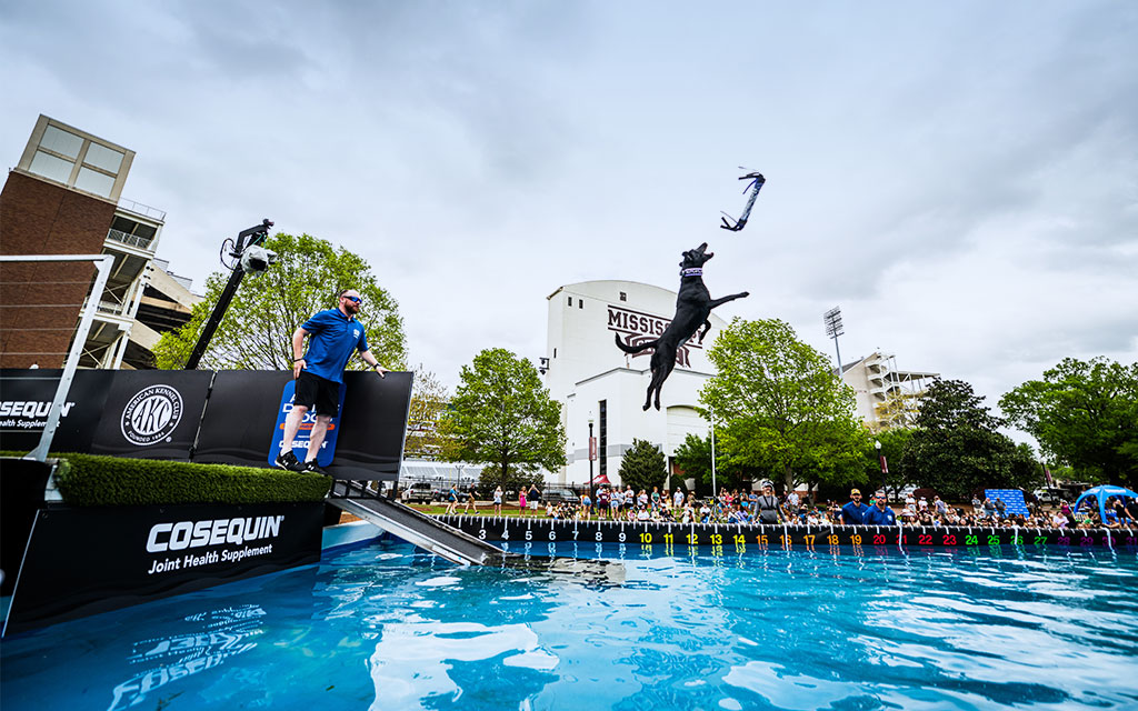 A black dog leaps off a platform into a pool to catch a toy during a dock diving event, as a crowd watches outdoors.