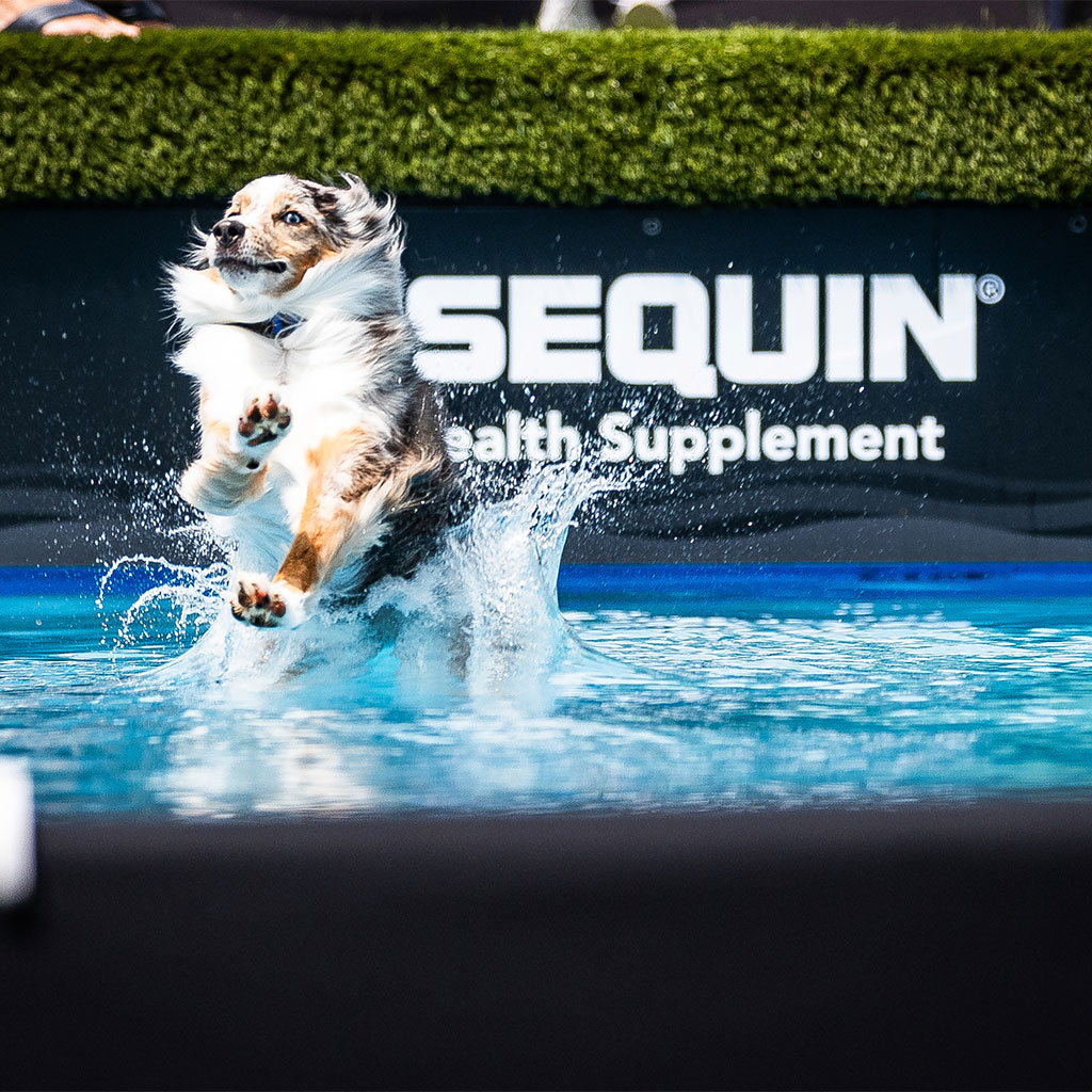 A dog jumps into a pool, splashing water, with a “SEQUIN Health Supplement” sign visible in the background.