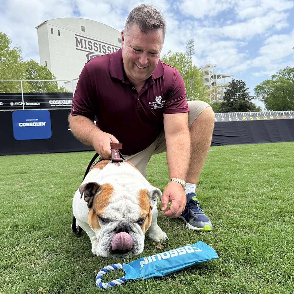 A man in a maroon shirt kneels on grass next to an English Bulldog licking its nose, with a Mississippi State stadium and a blue rope toy in the background.