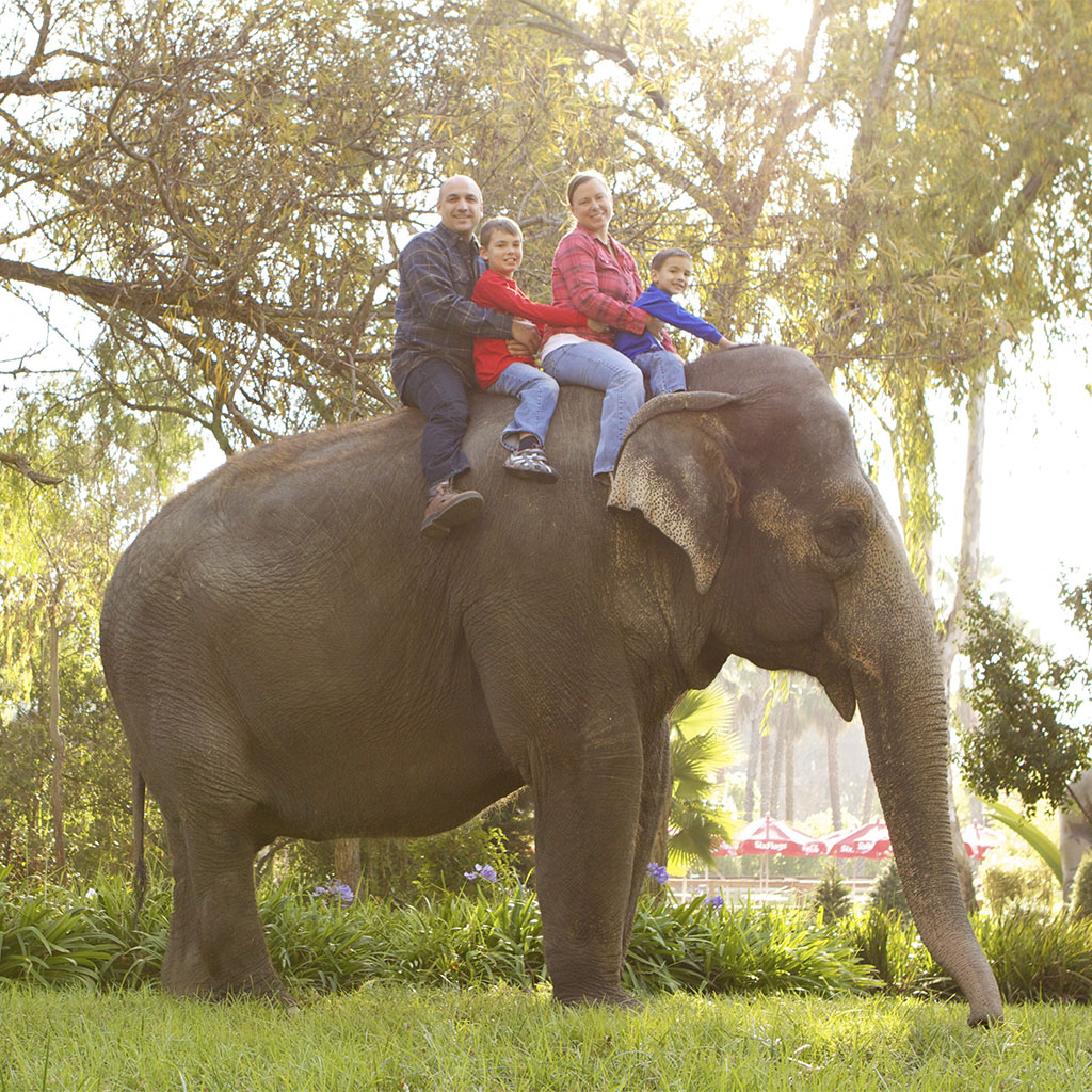 Four people, two adults and two children, are sitting on the back of an elephant outdoors in a park-like setting with trees and sunlight in the background.