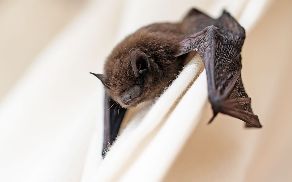 A small brown bat rests on a white fabric surface with its wings partially extended.